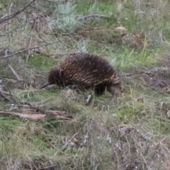 Tachyglossus aculeatus at Tennent, ACT - 13 Jul 2021