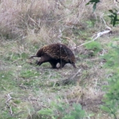 Tachyglossus aculeatus at Tennent, ACT - 13 Jul 2021