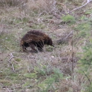 Tachyglossus aculeatus at Tennent, ACT - 13 Jul 2021