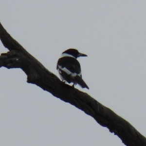 Cracticus nigrogularis at Tennent, ACT - 13 Jul 2021 12:46 PM