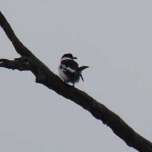 Cracticus nigrogularis at Tennent, ACT - 13 Jul 2021