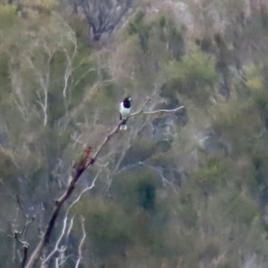 Cracticus nigrogularis at Tennent, ACT - 13 Jul 2021