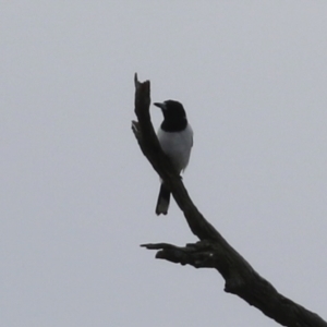 Cracticus nigrogularis at Tennent, ACT - 13 Jul 2021