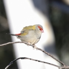Neochmia temporalis (Red-browed Finch) at Lake Ginninderra - 12 Jul 2021 by AlisonMilton
