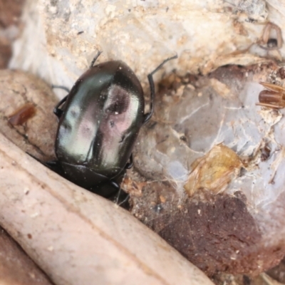 Chalcopteroides spectabilis (Rainbow darkling beetle) at Umbagong District Park - 13 Jul 2021 by AlisonMilton