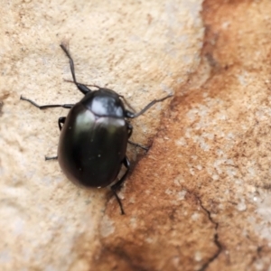 Chalcopteroides spectabilis at Latham, ACT - 13 Jul 2021