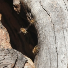 Apis mellifera (European honey bee) at Belconnen, ACT - 12 Jul 2021 by AlisonMilton