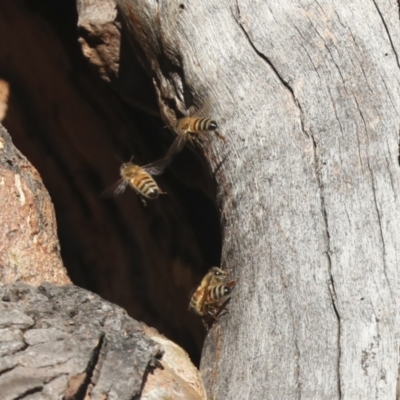 Apis mellifera (European honey bee) at Lake Ginninderra - 12 Jul 2021 by AlisonMilton