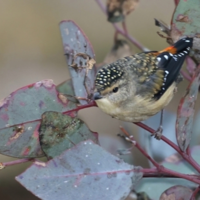 Pardalotus punctatus (Spotted Pardalote) at Hackett, ACT - 10 Jul 2021 by jbromilow50