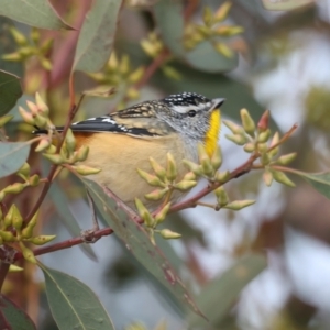 Pardalotus punctatus at Hackett, ACT - 10 Jul 2021