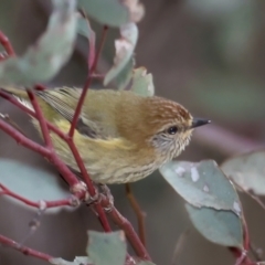 Acanthiza lineata (Striated Thornbill) at Hackett, ACT - 10 Jul 2021 by jbromilow50