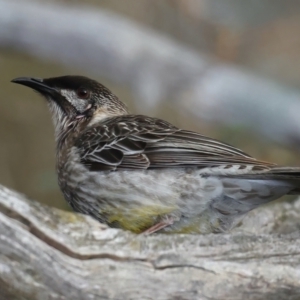 Anthochaera carunculata at Majura, ACT - 9 Jul 2021 05:00 PM