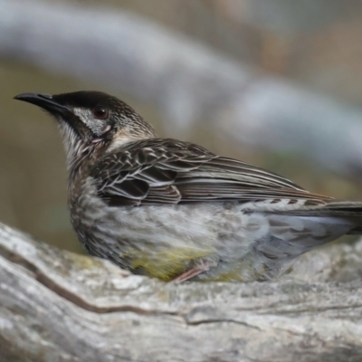 Anthochaera carunculata (Red Wattlebird) at Majura, ACT - 9 Jul 2021 by jbromilow50