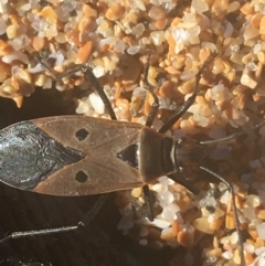 Dysdercus sidae (Pale Cotton Stainer) at Bombo, NSW - 10 Apr 2021 by NedJohnston