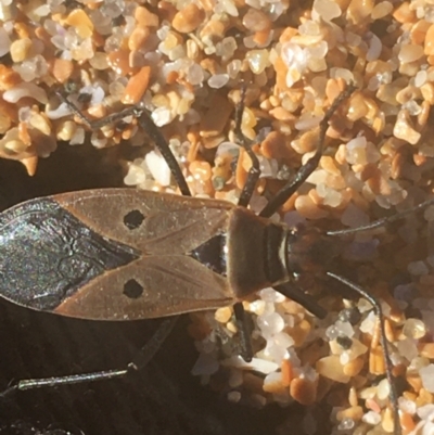 Dysdercus sidae (Pale Cotton Stainer) at Bombo, NSW - 10 Apr 2021 by Ned_Johnston