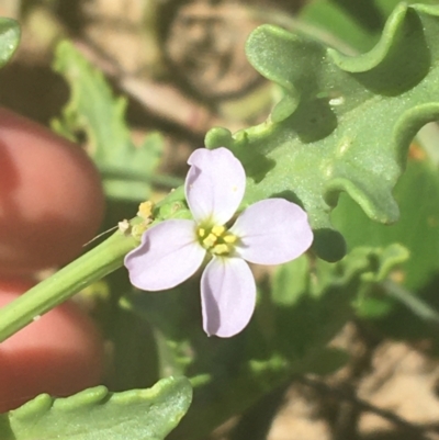 Cakile maritima (Sea Rocket) at Bombo, NSW - 10 Apr 2021 by Ned_Johnston