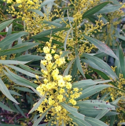 Acacia rubida (Red-stemmed Wattle, Red-leaved Wattle) at The Pinnacle - 13 Jul 2021 by sangio7