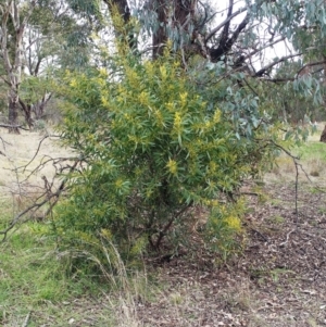 Acacia rubida at Holt, ACT - 13 Jul 2021