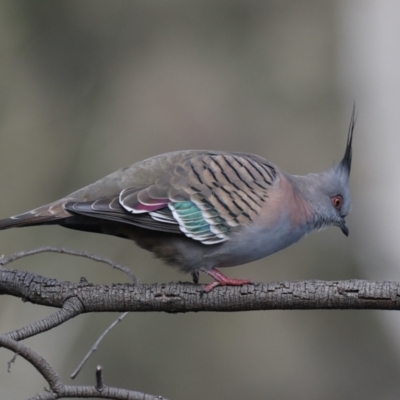 Ocyphaps lophotes (Crested Pigeon) at Hackett, ACT - 10 Jul 2021 by jbromilow50