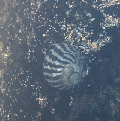 Bembicium nanum (Striped-mouth Conniwink) at Kiama, NSW - 10 Apr 2021 by Ned_Johnston