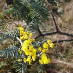 Acacia dealbata (Silver Wattle) at The Pinnacle - 13 Jul 2021 by sangio7