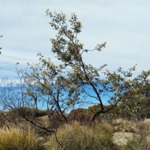 Acacia dealbata at Holt, ACT - 13 Jul 2021 11:45 AM