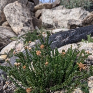 Olearia sp. Rhizomatica (I.R.Telford 11549) at Cotter River, ACT - 24 May 2021