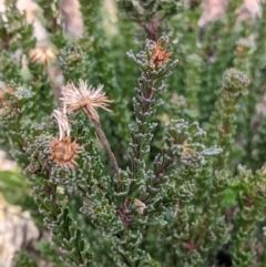 Olearia sp. Rhizomatica (I.R.Telford 11549) at Cotter River, ACT - 24 May 2021