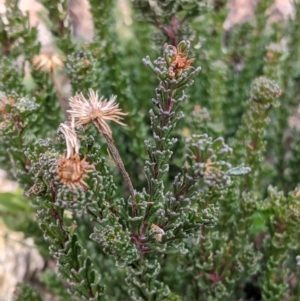 Olearia heloderma at Cotter River, ACT - 24 May 2021 02:30 PM