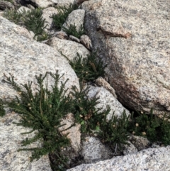 Olearia heloderma at Cotter River, ACT - 24 May 2021 02:30 PM