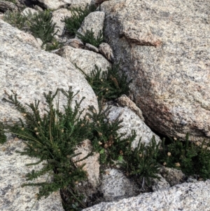 Olearia sp. Rhizomatica (I.R.Telford 11549) at Cotter River, ACT - 24 May 2021