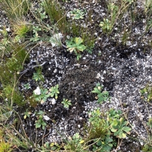 Viola improcera at Cotter River, ACT - 25 May 2021 10:47 AM