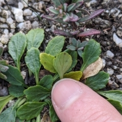 Viola improcera at Cotter River, ACT - 25 May 2021