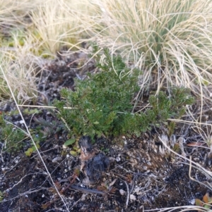 Olearia heloderma at Cotter River, ACT - 14 Jul 2021 05:58 PM