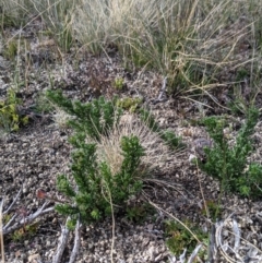 Olearia heloderma (Daisy Bush (Australian National Herbarium)) at Cotter River, ACT - 25 May 2021 by EmmaCook