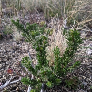 Olearia heloderma at Cotter River, ACT - 25 May 2021 10:38 AM