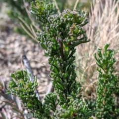 Olearia heloderma at Cotter River, ACT - 25 May 2021 10:38 AM