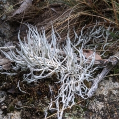 Thamnolia vermicularis (Whiteworm Lichen) at Namadgi National Park - 24 May 2021 by EmmaCook