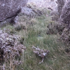 Melicytus angustifolius subsp. divaricatus at Mount Clear, ACT - 27 May 2021