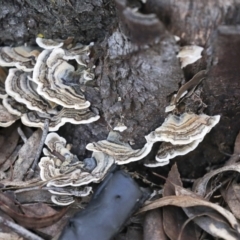 Trametes versicolor (Turkey Tail) at Lake Ginninderra - 12 Jul 2021 by AlisonMilton