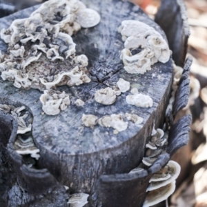 Trametes versicolor at Evatt, ACT - 12 Jul 2021