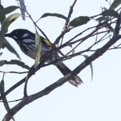 Phylidonyris novaehollandiae (New Holland Honeyeater) at Lake Ginninderra - 12 Jul 2021 by AlisonMilton