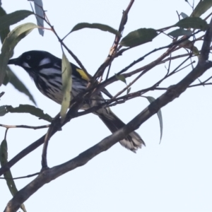 Phylidonyris novaehollandiae at Belconnen, ACT - 12 Jul 2021