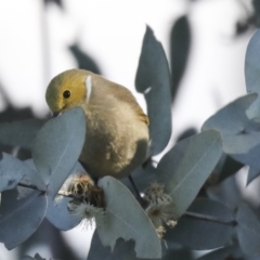 Ptilotula penicillata (White-plumed Honeyeater) at Lake Ginninderra - 12 Jul 2021 by AlisonMilton