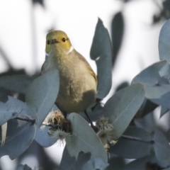 Ptilotula penicillata at Belconnen, ACT - 12 Jul 2021