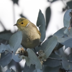 Ptilotula penicillata at Belconnen, ACT - 12 Jul 2021