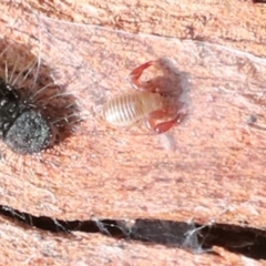 Unidentified Other Arachnid (Arachnida) at Macgregor, ACT - 13 Jul 2021 by AlisonMilton