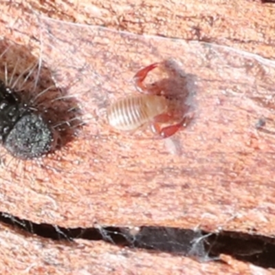 Unidentified Other Arachnid (Arachnida) at Macgregor, ACT - 13 Jul 2021 by AlisonMilton