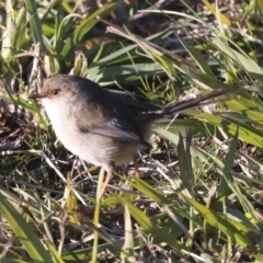 Malurus cyaneus at Belconnen, ACT - 12 Jul 2021