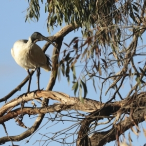 Threskiornis molucca at Belconnen, ACT - 12 Jul 2021 05:02 PM